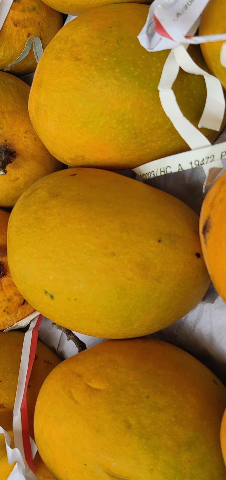 Alphonso Mangoes (Indian) - Fresh Mangoes in UAE