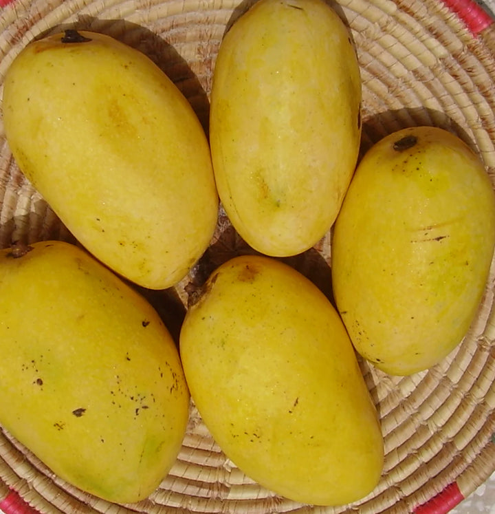 Buy Chaunsa Mango in UAE