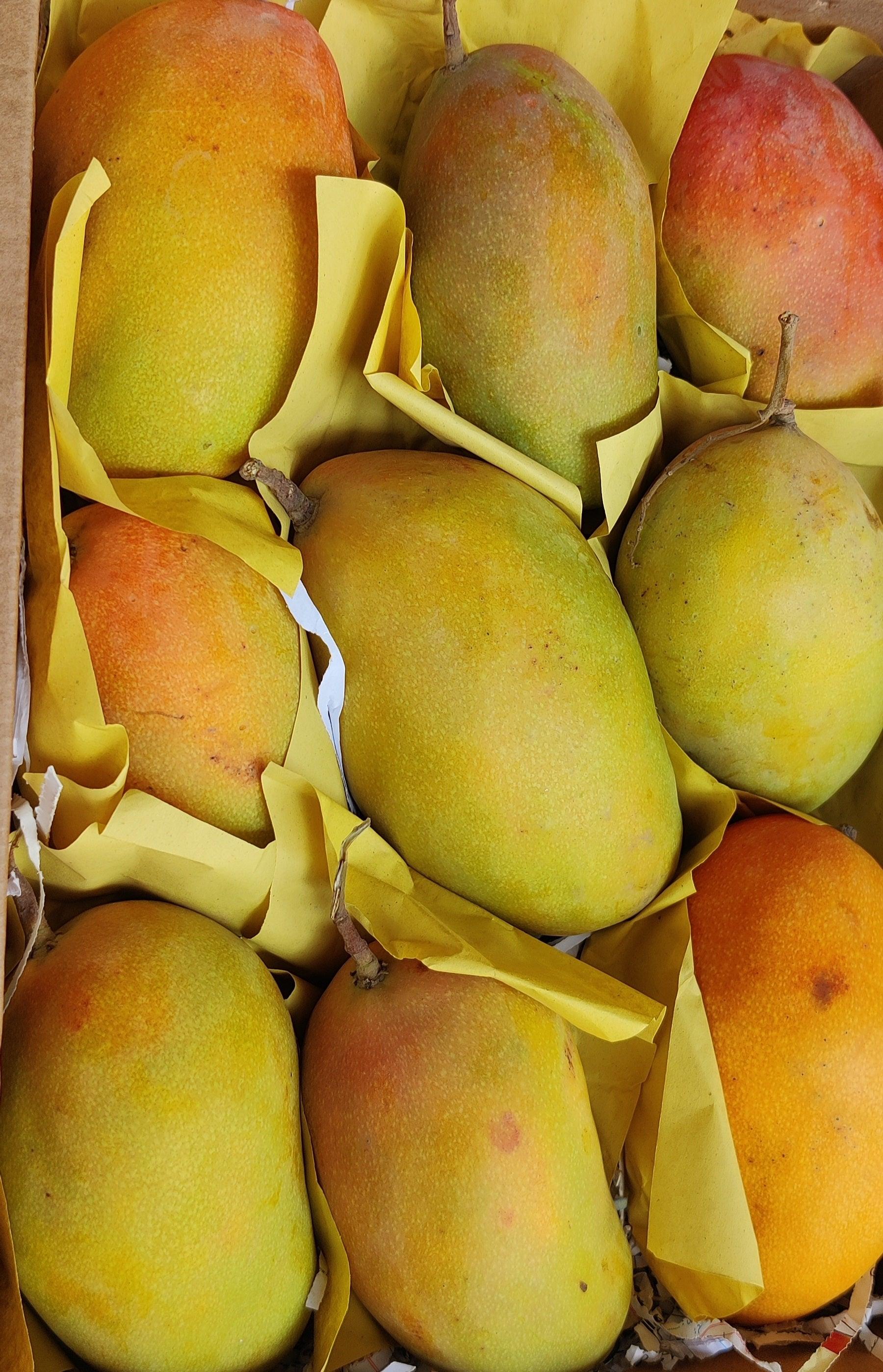 Premium Taimoor Mangoes (Yemen) - FreshMangoes.ae – Fresh Mangoes in UAE