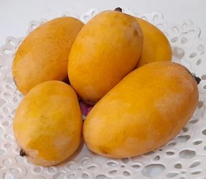 Fresh White Chaunsa Mango in UAE - FreshMangoes.ae