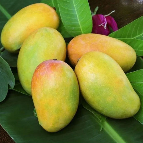 Badami Mangoes (Indian)